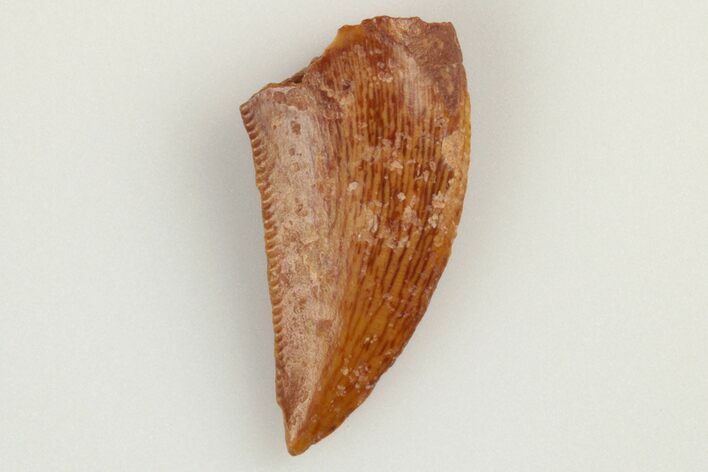 Serrated, Raptor Tooth - Real Dinosaur Tooth #193040